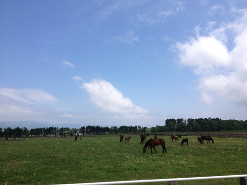 洞爺湖町　成香　景色　田畑　牧場