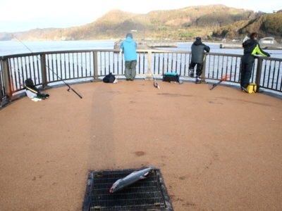 豊浦フィッシャリーナでアキアジ釣り（鮭釣り）釣果あり！