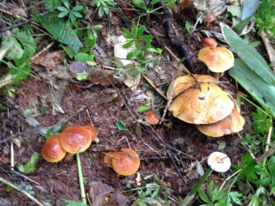 北海道・洞爺湖　田舎暮らし　～秋の楽しみキノコ狩り～