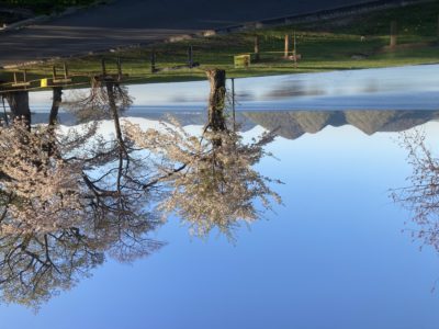 北海道・洞爺湖　梅と桜の名所紹介と開花予想